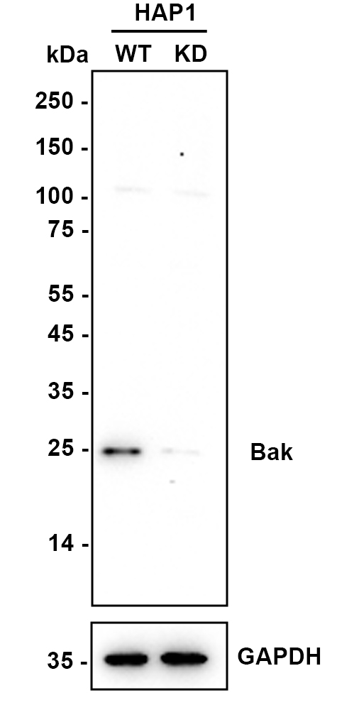 HAK21205_6.jpg