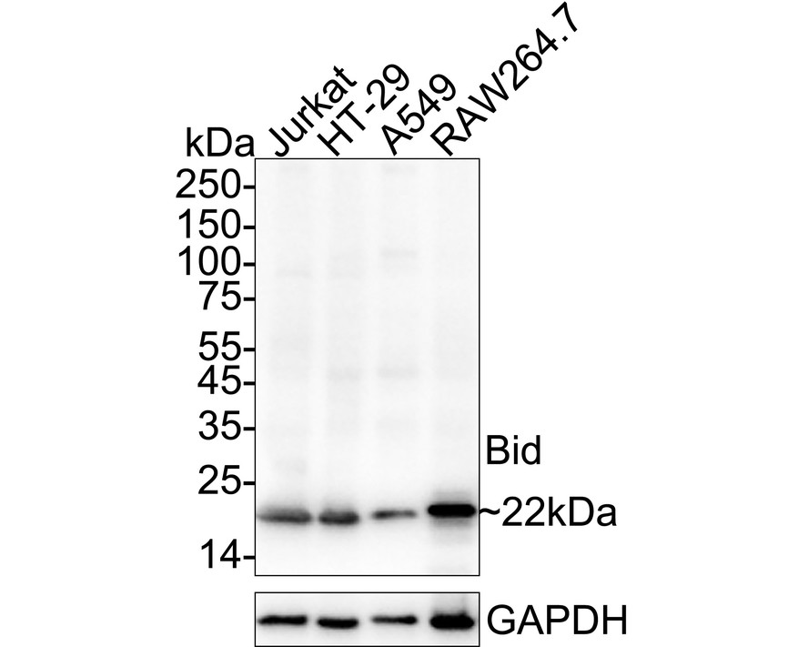 HAK21205_8.jpg