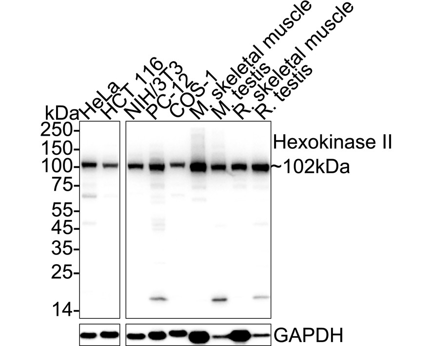 HAK21206_16.jpg