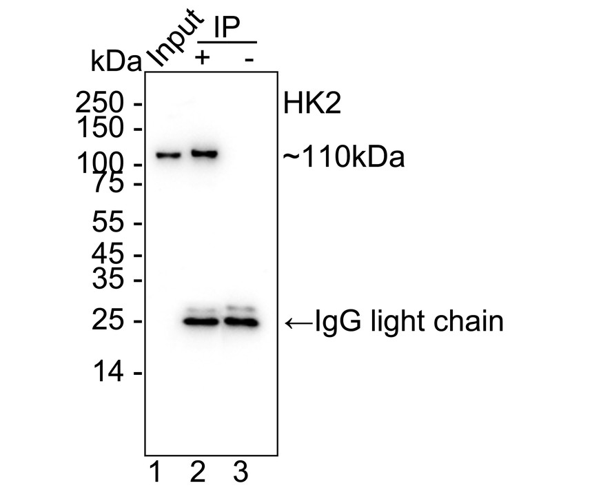 HAK21206_18.jpg