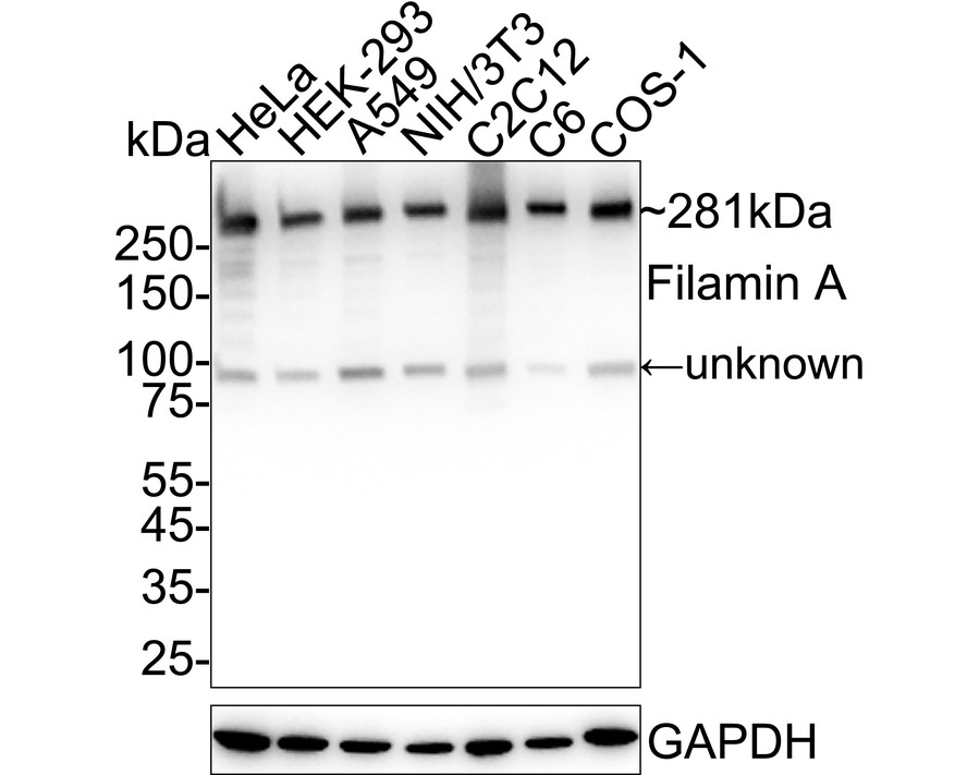 HAK21206_5.jpg