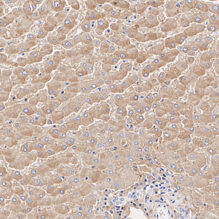 M0809-4_2.jpg