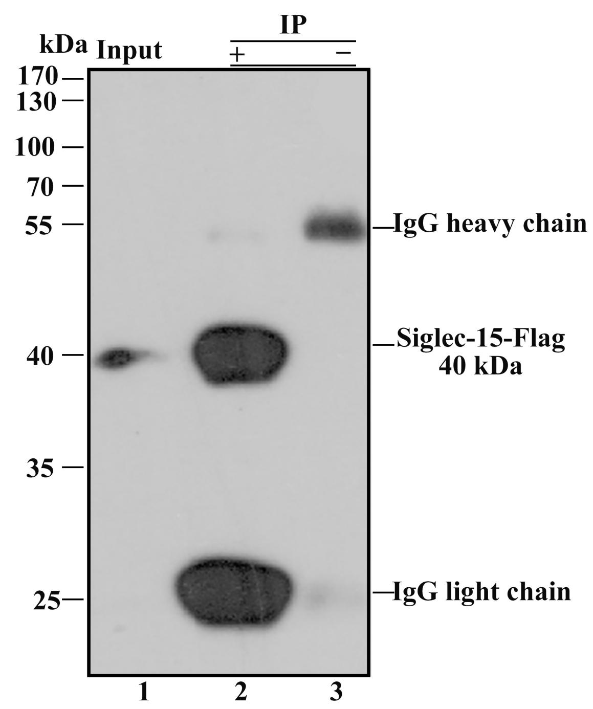 M1403-2_4.jpg