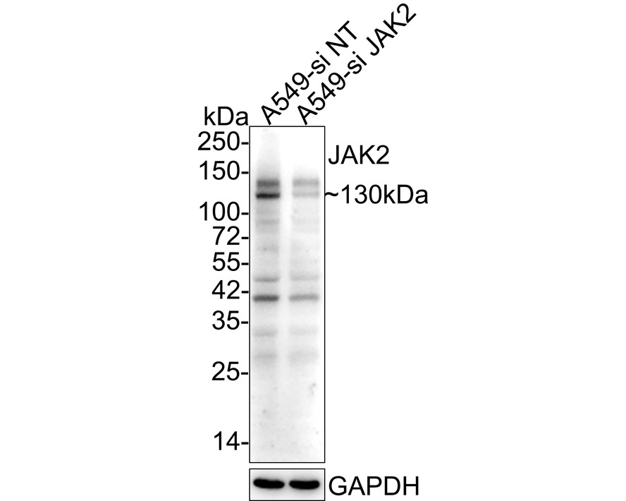 M1501-8_1.jpg