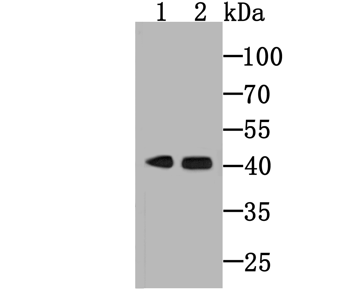 M1510-37_1.jpg