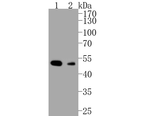 M1511-3_1.jpg