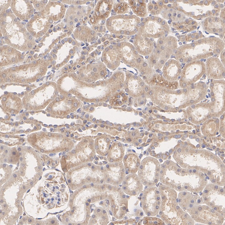 R1308-3_7.jpg