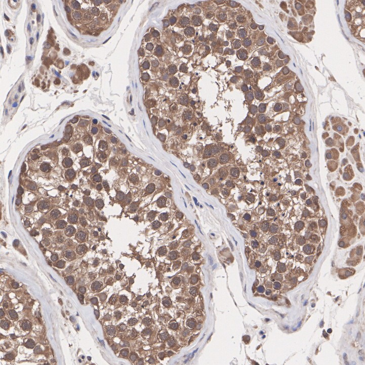 R1312-14_5.jpg