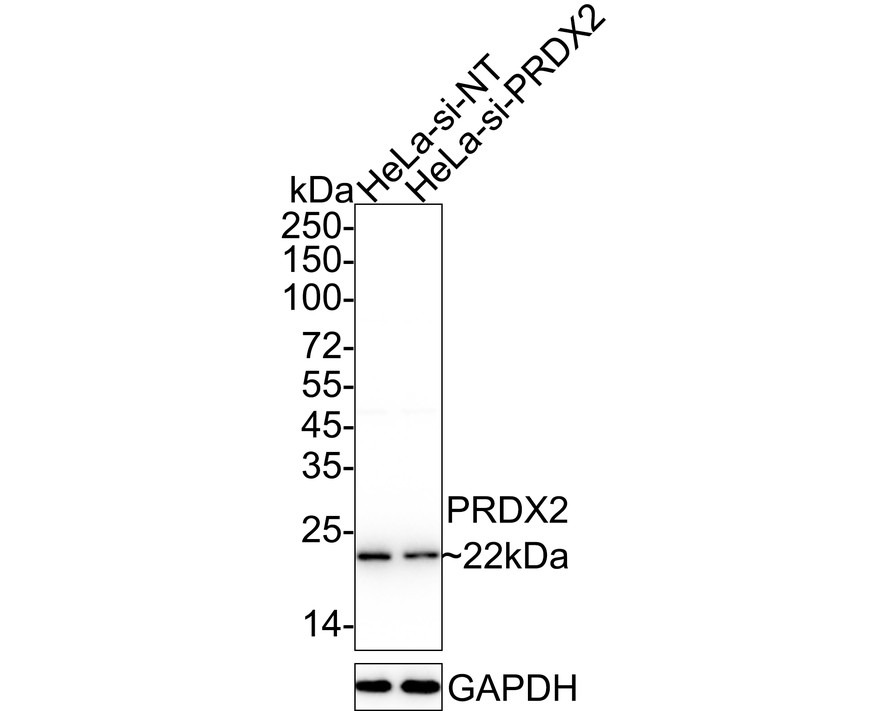 R1510-37_2.jpg